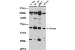 Western blot analysis of extracts of various cell lines, using TRIM15 antibody (ABIN6132733, ABIN6149504, ABIN6149505 and ABIN6215428) at 1:3000 dilution. (TRIM15 anticorps  (AA 1-330))