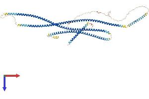 AlphaFold protein structure predicition of Mouse Recombinant Cep63 Protein, UniprotID Q3UPP8