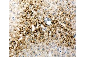 IHC-F testing of rat liver tissue (ONECUT1 anticorps  (N-Term))