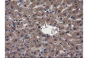 Image no. 4 for anti-ADP-Ribosylation Factor GTPase Activating Protein 1 (ARFGAP1) antibody (ABIN1496679) (ARFGAP1 anticorps)