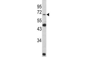 Western blot analysis of Lamin B2 antibody and Y79 lysate