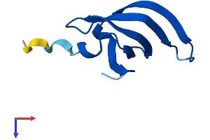 AlphaFold protein structure predicition of Human Recombinant SNRPG Protein, UniprotID P62308