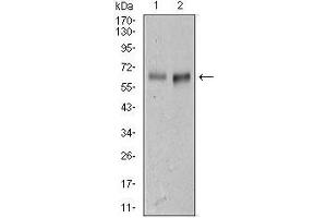 Western blot analysis using AlCAM mouse mAb against L1210 (1) cell lysate, and Mouse spleen (2) tissue lysate.