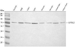 Western blot analysis of OPRM1 using anti-OPRM1 antibody (ABIN7601348).