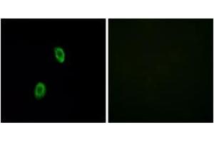 Immunofluorescence analysis of HuvEc cells, using OR1D2 Antibody. (OR1D2 anticorps  (AA 201-250))