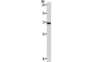 Western Blotting (WB) image for anti-SRY (Sex Determining Region Y)-Box 13 (SOX13) antibody (ABIN2426908) (SOX13 anticorps)