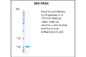 SDS-PAGE (SDS) image for Interleukin 17F (IL17F) (Active) protein (ABIN5509782) (IL17F Protéine)