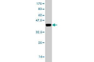 Western Blot detection against Immunogen (36.
