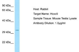 WB Suggested Anti-Hoxc9 Antibody   Titration: 1. (HOXC9 anticorps  (C-Term))