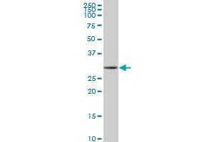 anti-Purine-Rich Element Binding Protein A (PURA) (AA 183-292) antibody