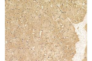 Scavenger Receptor BII Mouse Monoclonal Antibody at 1/100 staining rat heart tissue by IHC-P. (SCARB2 anticorps)