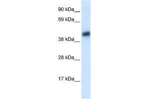 WB Suggested Antibody Titration:  0. (Asialoglycoprotein Receptor 1 anticorps  (N-Term))