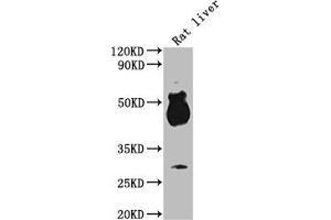 Western Blot Positive WB detected in: Rat liver tissue All lanes: Avpr1b antibody at 1:2000 Secondary Goat polyclonal to rabbit IgG at 1/50000 dilution Predicted band size: 48 kDa Observed band size: 48 kDa (AVPR1B anticorps  (AA 224-284))