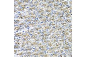 Immunohistochemistry of paraffin-embedded mouse stomach using STXBP2 antibody (ABIN5975753) at dilution of 1/100 (40x lens). (STXBP2 anticorps)