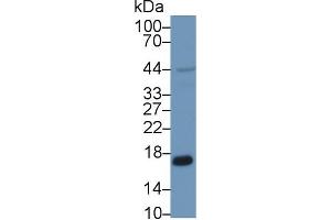 Western blot analysis of Human HepG2 cell lysate, using Human PRDX5 Antibody (1 µg/ml) and HRP-conjugated Goat Anti-Rabbit antibody ( (Peroxiredoxin 5 anticorps  (AA 1-162))