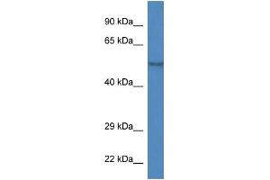 WB Suggested Anti-Zfp161 Antibody   Titration: 1.