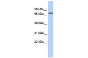 Image no. 1 for anti-Lipoma-preferred partner (LPP) (AA 107-156) antibody (ABIN6741251) (LPP anticorps  (AA 107-156))