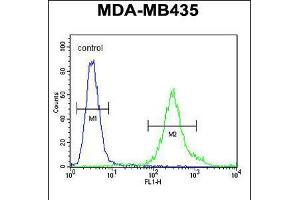 Flow cytometric analysis of MDA-MB435 cells (right histogram) compared to a negative control cell (left histogram). (FBXL2 anticorps  (C-Term))