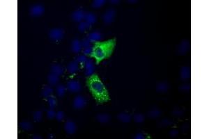 Anti-MIOX mouse monoclonal antibody (ABIN2453304) immunofluorescent staining of COS7 cells transiently transfected by pCMV6-ENTRY MIOX (RC210070).