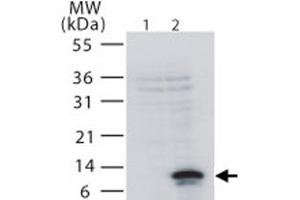Western blot analysis of TNFRSF12A in 293 cells. (TNFRSF12A anticorps  (AA 104-118))