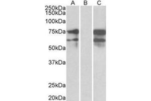 HEK293 lysate (10 µg protein in RIPA buffer) overexpressing Human NRXN1 with DYKDDDDK tag probed with ABIN783000 (0. (Neurexin 1 anticorps  (C-Term))