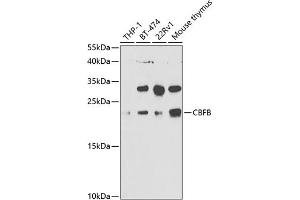 Western blot analysis of extracts of various cell lines, using CBFB antibody (ABIN6130041, ABIN6138000, ABIN6138001 and ABIN6220926) at 1:1000 dilution. (CBFB anticorps  (AA 1-182))