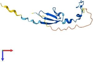 AlphaFold protein structure predicition of Mouse Recombinant Eif4ebp2 Protein, UniprotID P70445