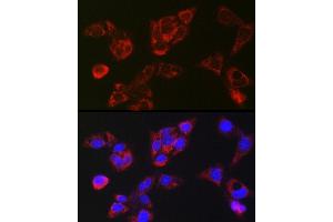 Immunofluorescence analysis of HepG2 cells using LBP Rabbit pAb (ABIN7268285) at dilution of 1:250 (40x lens).