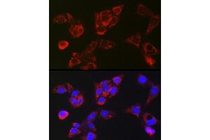Immunofluorescence analysis of HepG2 cells using LBP Rabbit pAb (ABIN7268285) at dilution of 1:250 (40x lens). (LBP anticorps)