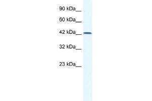 WB Suggested Anti-TBX6 Antibody Titration:  0. (T-Box 6 anticorps  (N-Term))