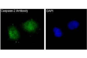 Immunofluorescent analysis of Hela cells, using Caspase-2 Antibody.