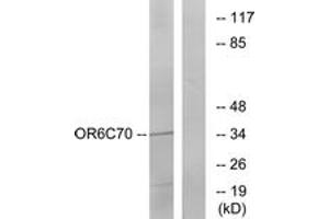 Western Blotting (WB) image for anti-Olfactory Receptor, Family 6, Subfamily C, Member 70 (OR6C70) (AA 231-280) antibody (ABIN2890950) (OR6C70 anticorps  (AA 231-280))