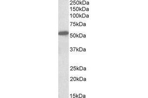 Western Blotting (WB) image for anti-Cannabinoid Receptor 1 (CNR1) (N-Term) antibody (ABIN2464497) (CNR1 anticorps  (N-Term))