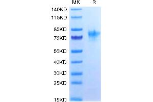 Human OX40 on Tris-Bis PAGE under reduced condition. (TNFRSF4 Protein (AA 29-216) (Fc Tag))