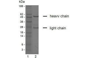 SDS-PAGE analysis of purified YD-9H8 monoclonal antibody. (Claudin 6/9 anticorps)