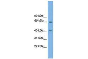 Image no. 1 for anti-Pleckstrin Homology Domain Containing, Family O Member 1 (PLEKHO1) (N-Term) antibody (ABIN6744838) (PLEKHO1 anticorps  (N-Term))