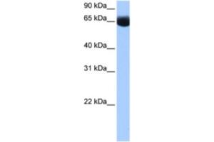 Western Blotting (WB) image for anti-NOP2/Sun Domain Family, Member 6 (NSUN6) antibody (ABIN2462358) (NSUN6 anticorps)