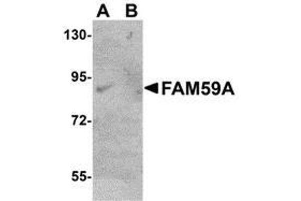 FAM59A antibody  (C-Term)