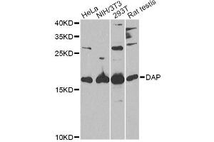 Western blot analysis of extracts of various cell lines, using DAP Antibody (ABIN5973626) at 1/1000 dilution. (DAP anticorps)