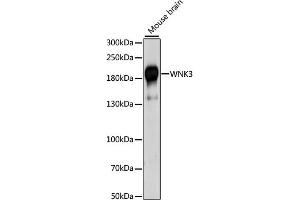Western blot analysis of extracts of mouse brain, using WNK3 antibody (ABIN6293469) at 1:1000 dilution.