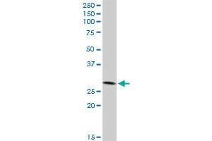 IFI35 MaxPab rabbit polyclonal antibody. (IFI35 anticorps  (AA 1-288))