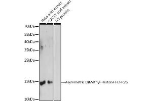 Western blot analysis of extracts of various cell lines, using Asymmetric DiMethyl-Histone H3-R26 antibody (ABIN3023277, ABIN3023278, ABIN3023279 and ABIN6219536) at 1:1000 dilution.