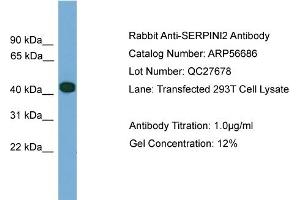 Western Blotting (WB) image for anti-serpin Peptidase Inhibitor, Clade I (Pancpin), Member 2 (SERPINI2) (Middle Region) antibody (ABIN2786840) (SERPINI2 anticorps  (Middle Region))