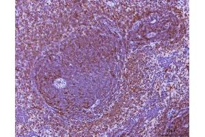 IHC analysis of Ccl3 using anti-Ccl3 antibody (ABIN7600860).