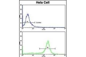 Flow cytometric analysis of hela cells using P2R2B Antibody (Center)(bottom histogram) compared to a negative control cell (top histogram). (PPP2R2B anticorps  (AA 104-130))