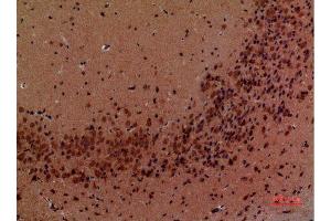 Immunohistochemistry (IHC) analysis of paraffin-embedded Mouse Brain, antibody was diluted at 1:100.