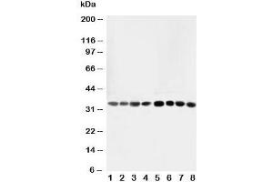 Western blot testing of AIMP2 antibody and Lane 1:  rat liver;  2: rat lung;  3: rat kidney;  4: rat brain;  5: Jurkat;  6: CEM;  7: HUT;  8: U93T;  10: U93T cell lysate (AIMP2 anticorps  (AA 298-320))