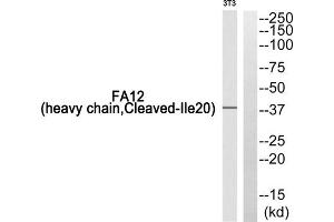 Western blot analysis of extracts from 3T3 cells, using FA12 (heavy chain, Cleaved-Ile20) antibody. (F12 anticorps  (Cleaved-Ile20, Heavy Chain, N-Term))