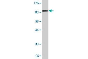 Western Blot detection against Immunogen (81.