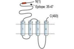 anti-Cholinergic Receptor, Nicotinic, alpha 6 (CHRNA6) (AA 35-47), (Extracellular), (N-Term) antibody